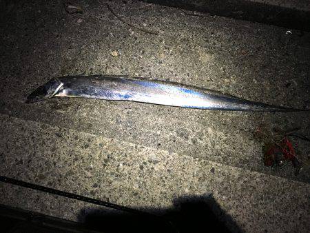 太刀魚、サゴシ、ハマチ、爆風